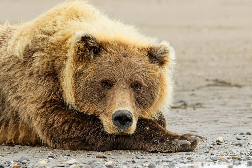 Brown bear resting on the beach-Silver Salmon Creek-Lake Clark National Park-Alaska